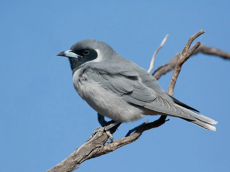 reproducao do masked woodswallow