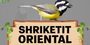 shriketit oriental