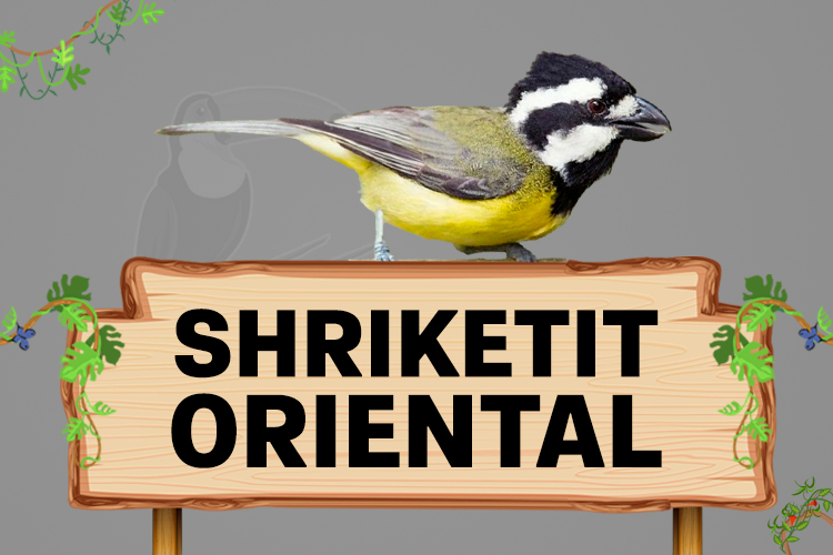 shriketit oriental