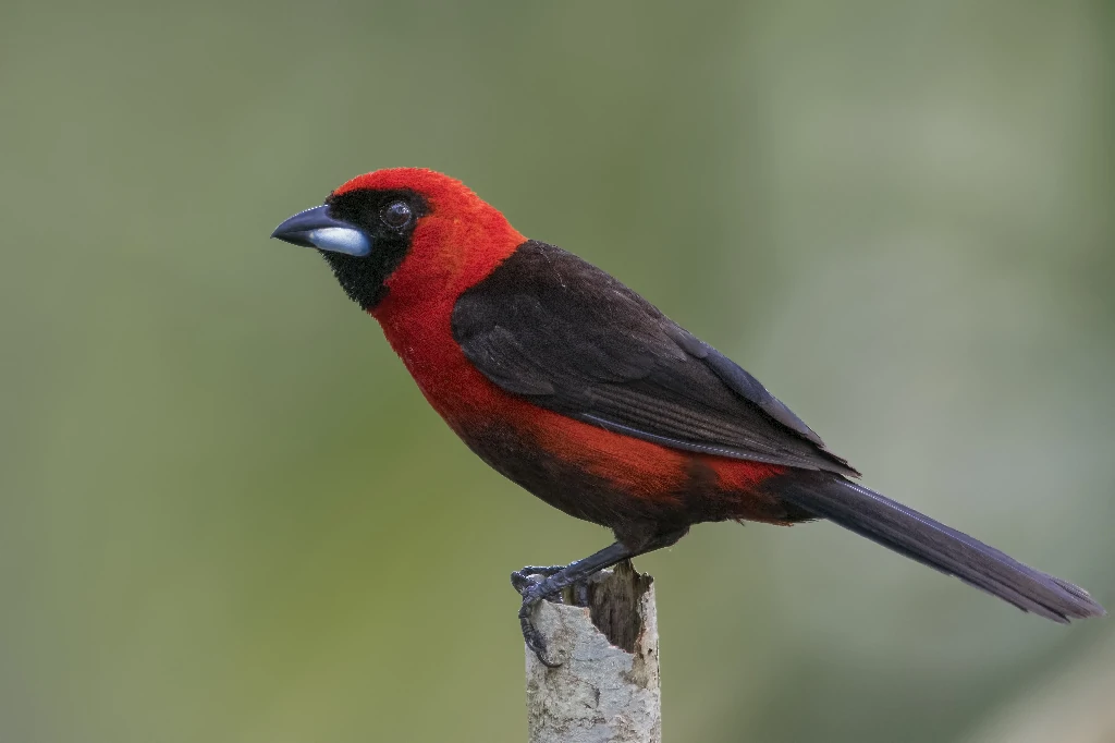 tangara de colarinho carmesim