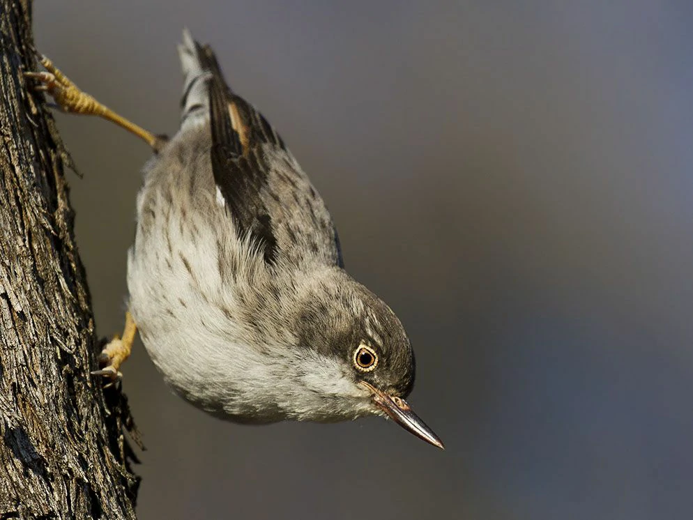 variada sittella