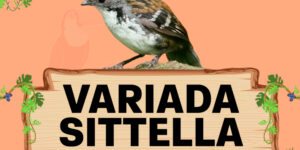 variada sittella