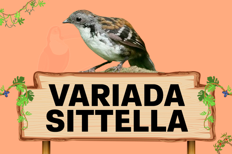 variada sittella