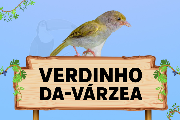 verdinho da varzea