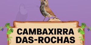 Cambaxirra-das-rochas