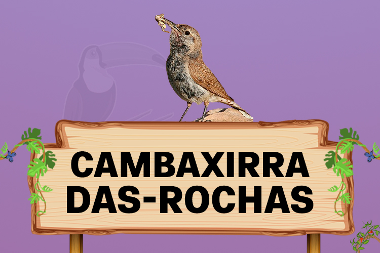 Cambaxirra-das-rochas