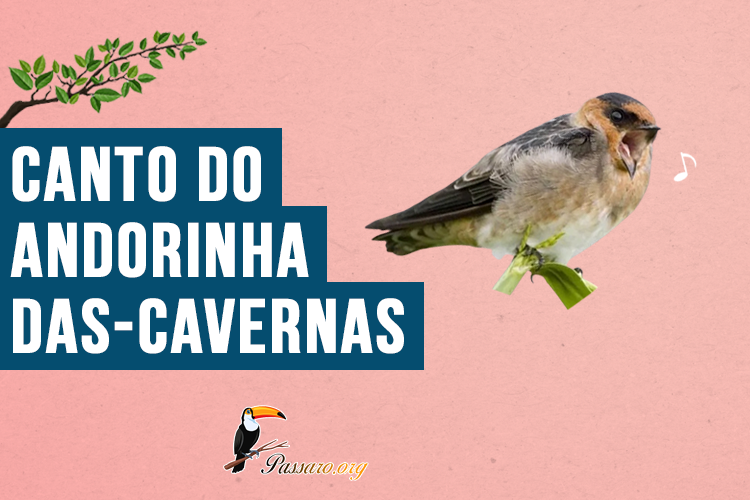 Canto do Andorinha-das-cavernas