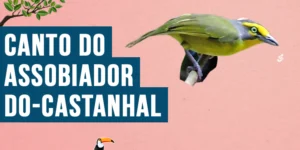 Canto do Assobiador-do-castanhal