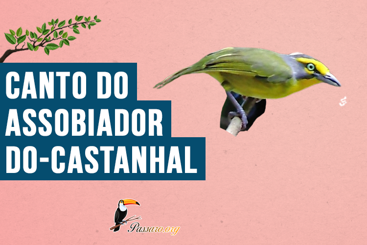 Canto do Assobiador-do-castanhal