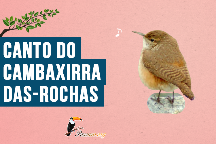 Canto do Cambaxirra-das-rochas