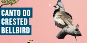 Canto do Crested bellbird