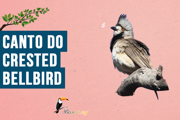 Canto do Crested bellbird