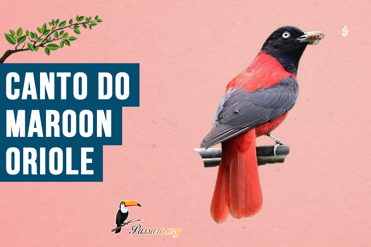 Canto do Maroon oriole