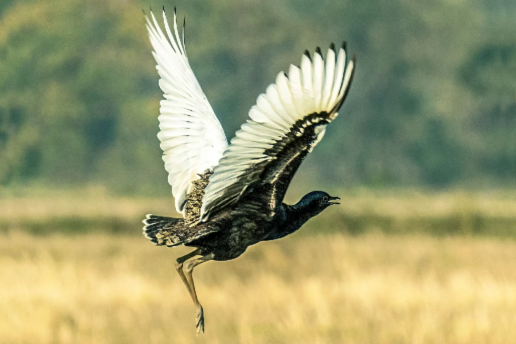 alimentacao do bengal florican