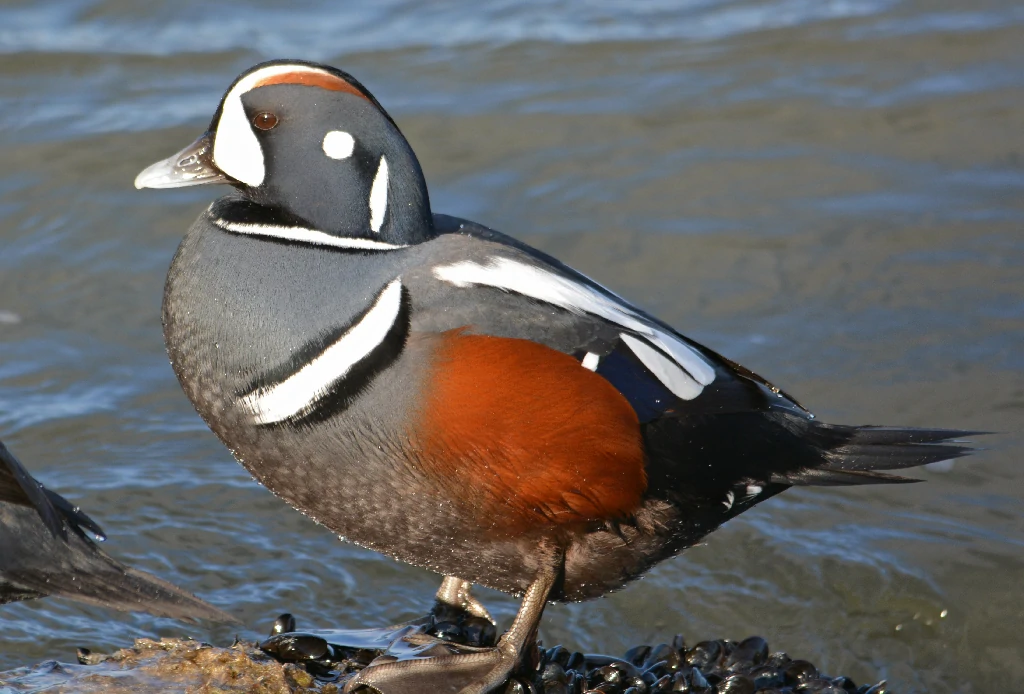 alimentacao do pato arlequim