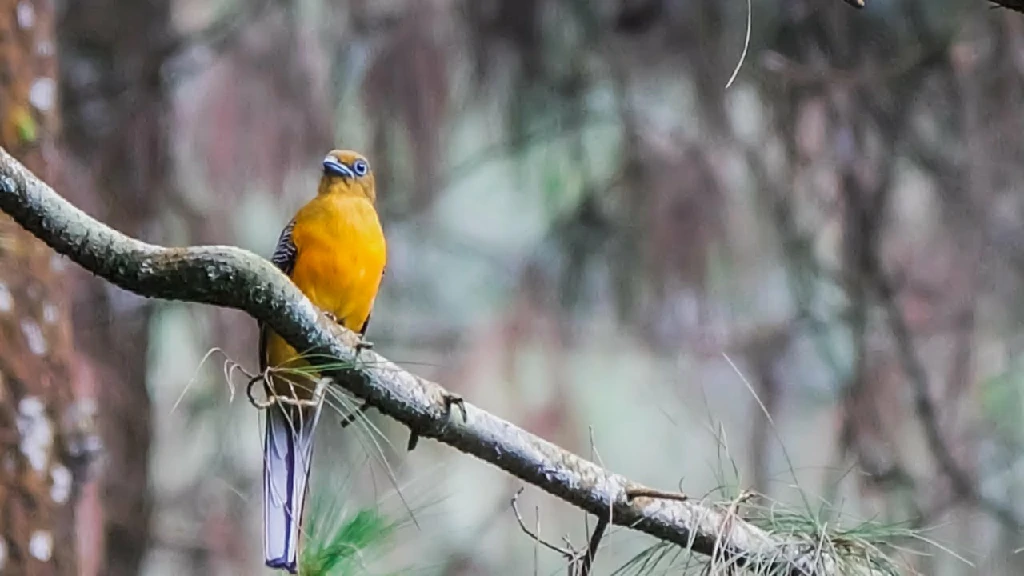 alimentacao do trogon de peito laranja