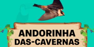 andorinha das carvernas