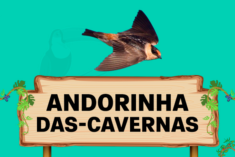 andorinha das carvernas