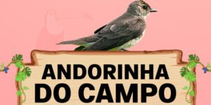 andorinha do campo