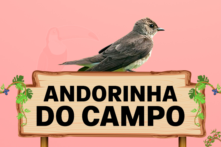 andorinha do campo