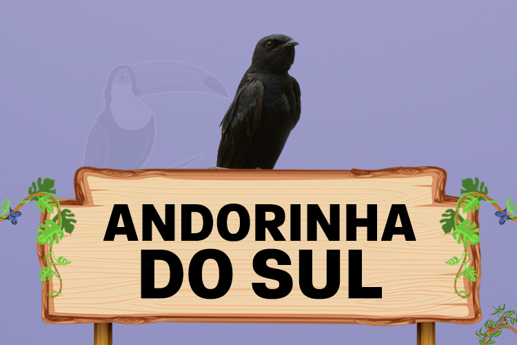 andorinha do sul