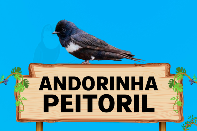 andorinha peitoril