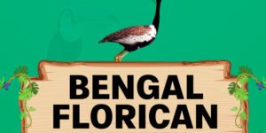 bengal florican