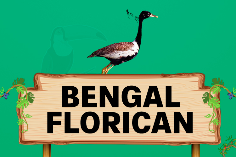 bengal florican