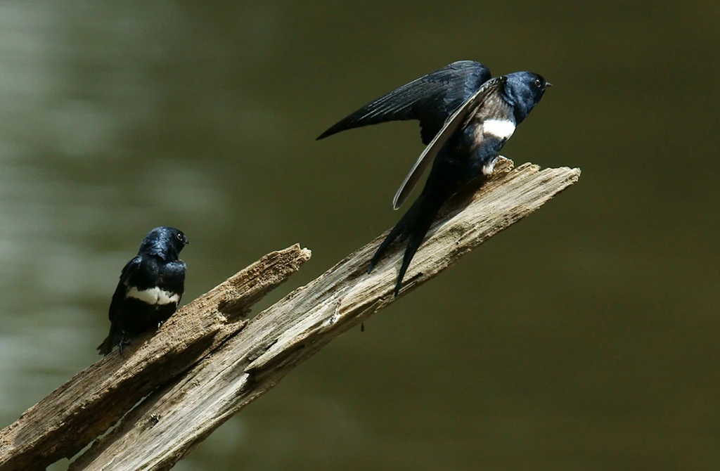 caracteristicas da andorinha peitoril