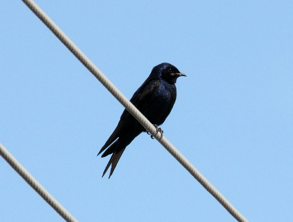 caracteristicas da andorinha do sul