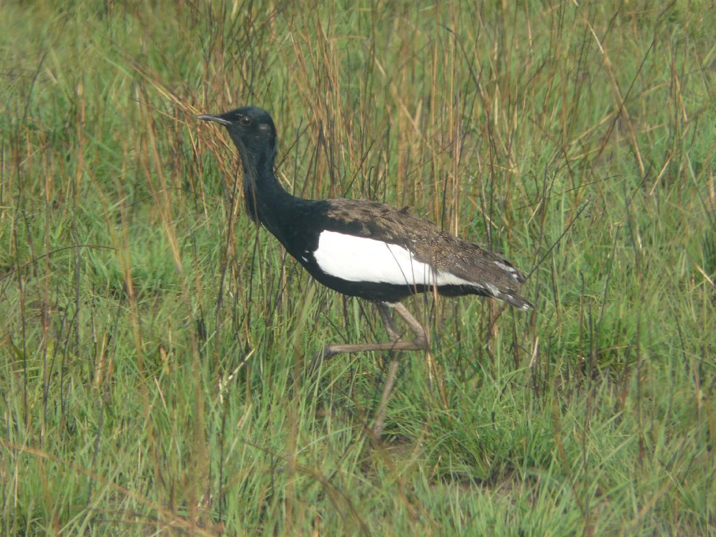 caracteristicas do bengal florican