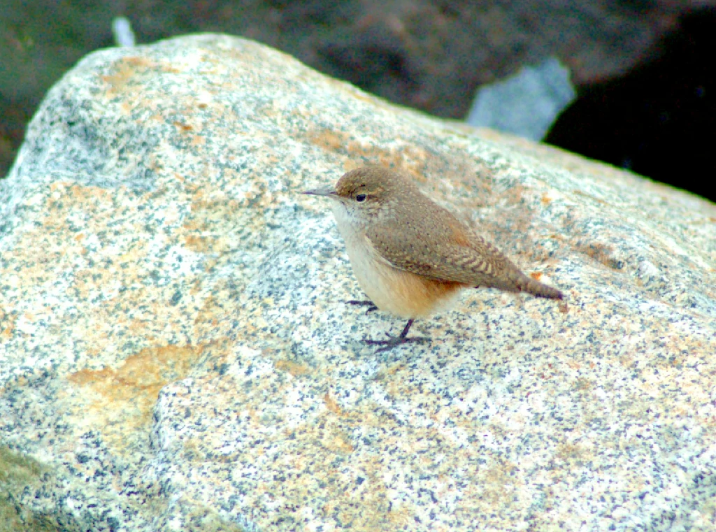 caracteristicas do cambaxirra das rochas