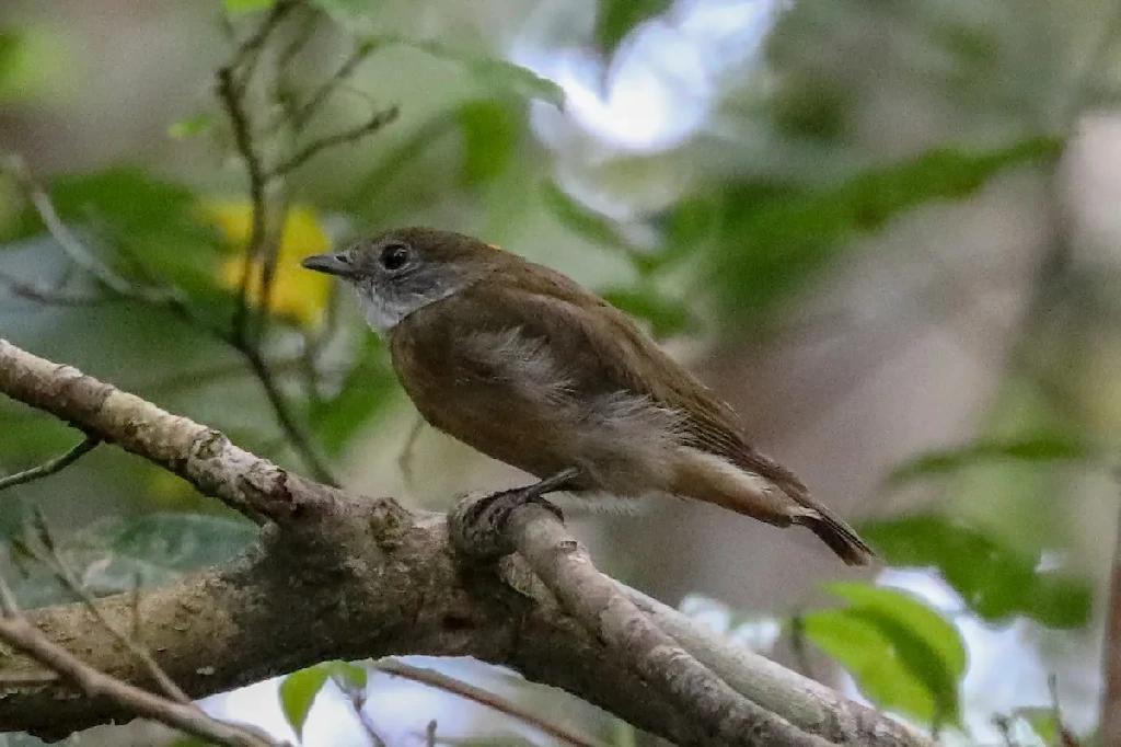 caracteristicas do dancarino de crista laranja