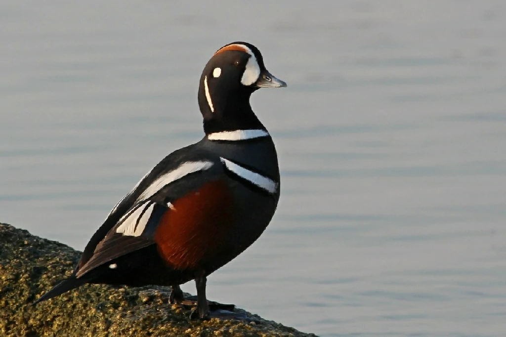 caracteristicas do pato arlequim