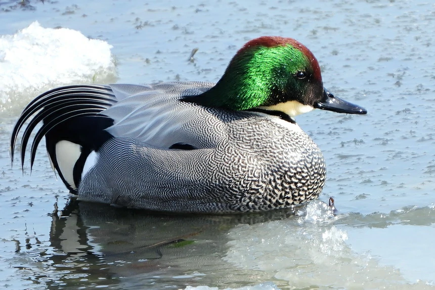 caracteristicas do pato falcado