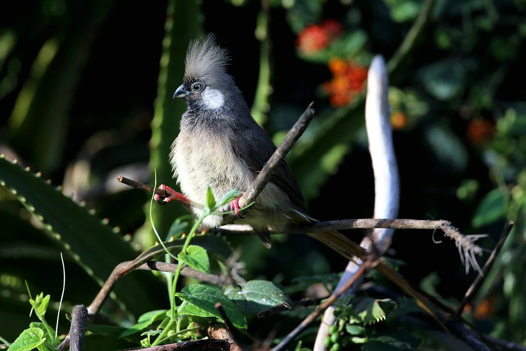 caracteristicas do rabo de junco de angola