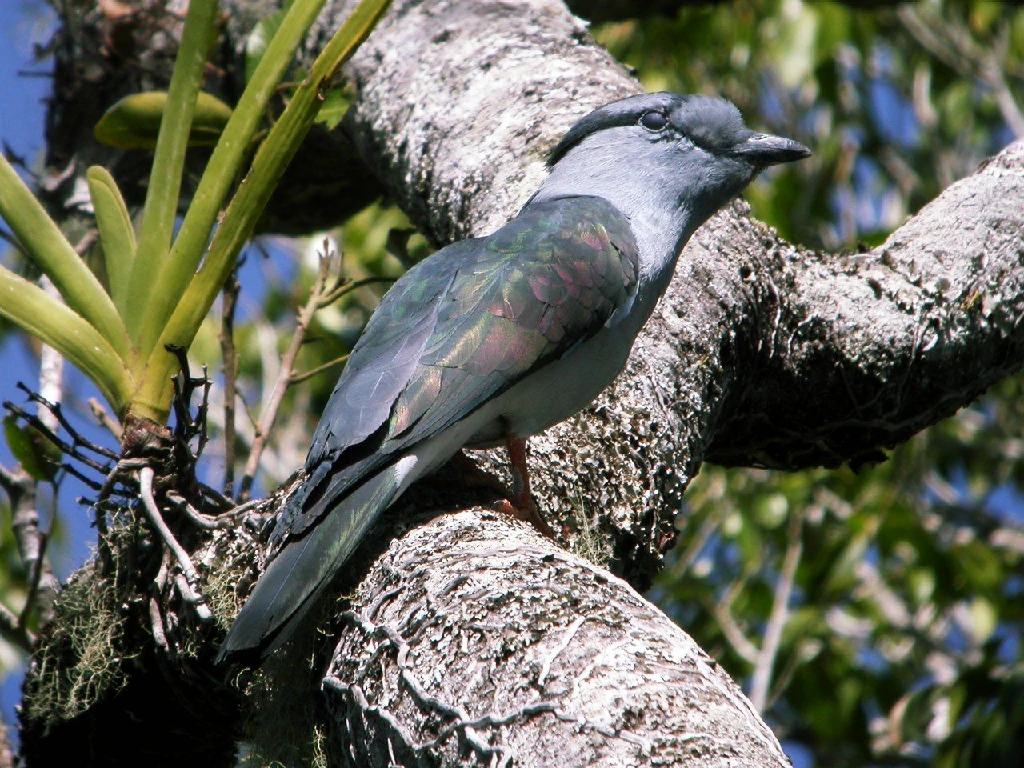 caracteristicas do rolieiro-cuco