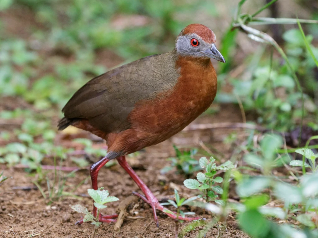 caracteristicas do sana de cabeca castanha