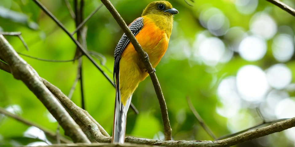 caracteristicas do trogon de peito laranja