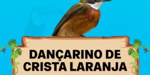 dançarino de crista laranja