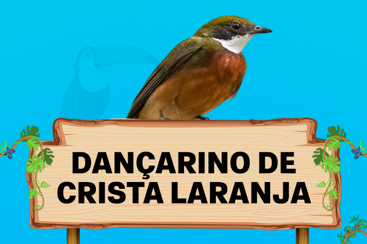 dançarino de crista laranja