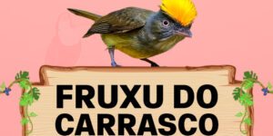 fruxu do carrasco