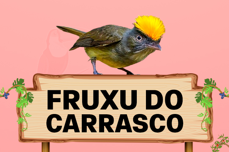 fruxu do carrasco