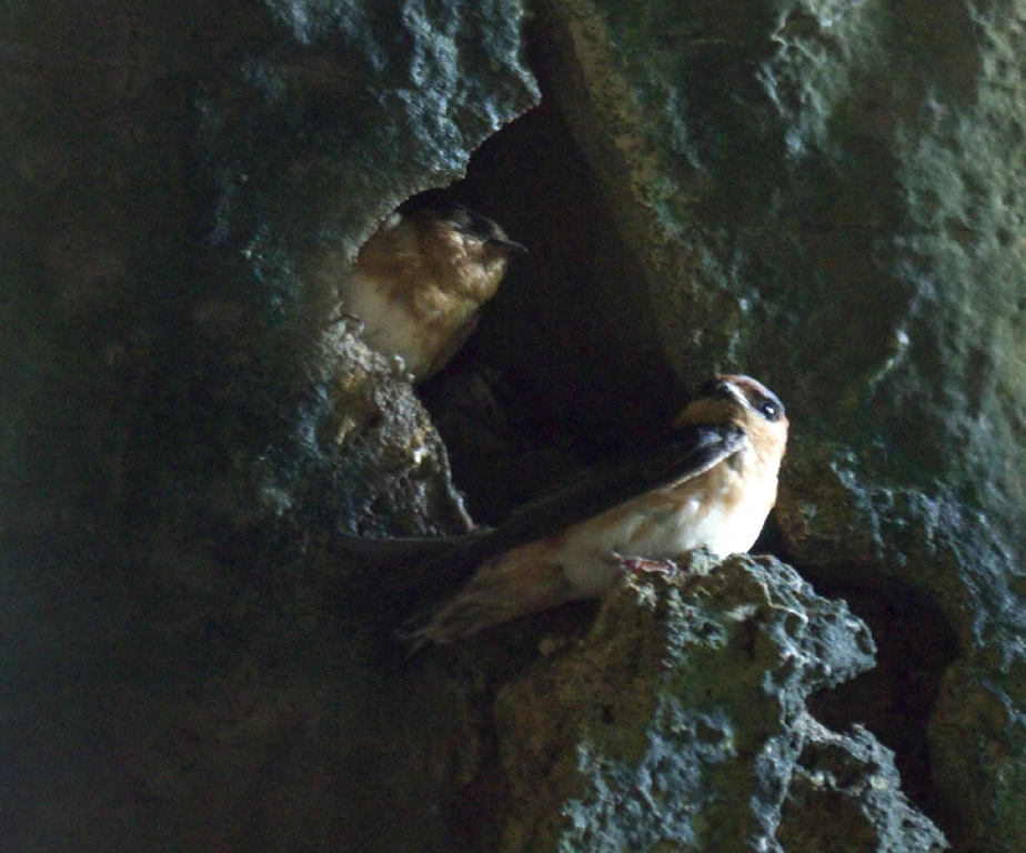 habitat da andorinha-das-cavernas