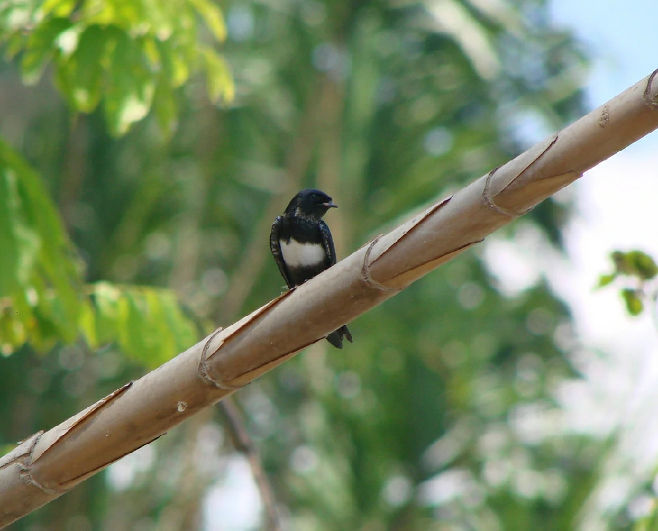 habitat da andorinha peitoril