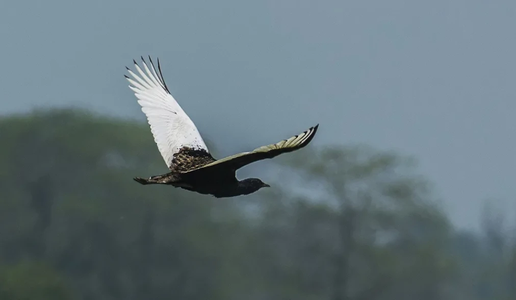 habitat do bengal florican