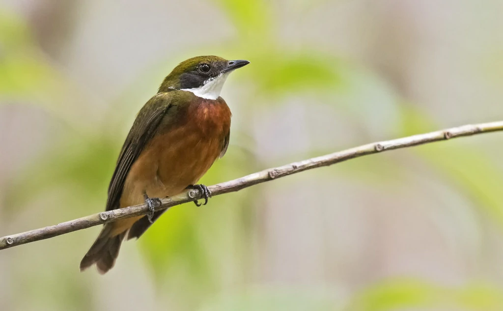 habitat do dancarino de crista laranja