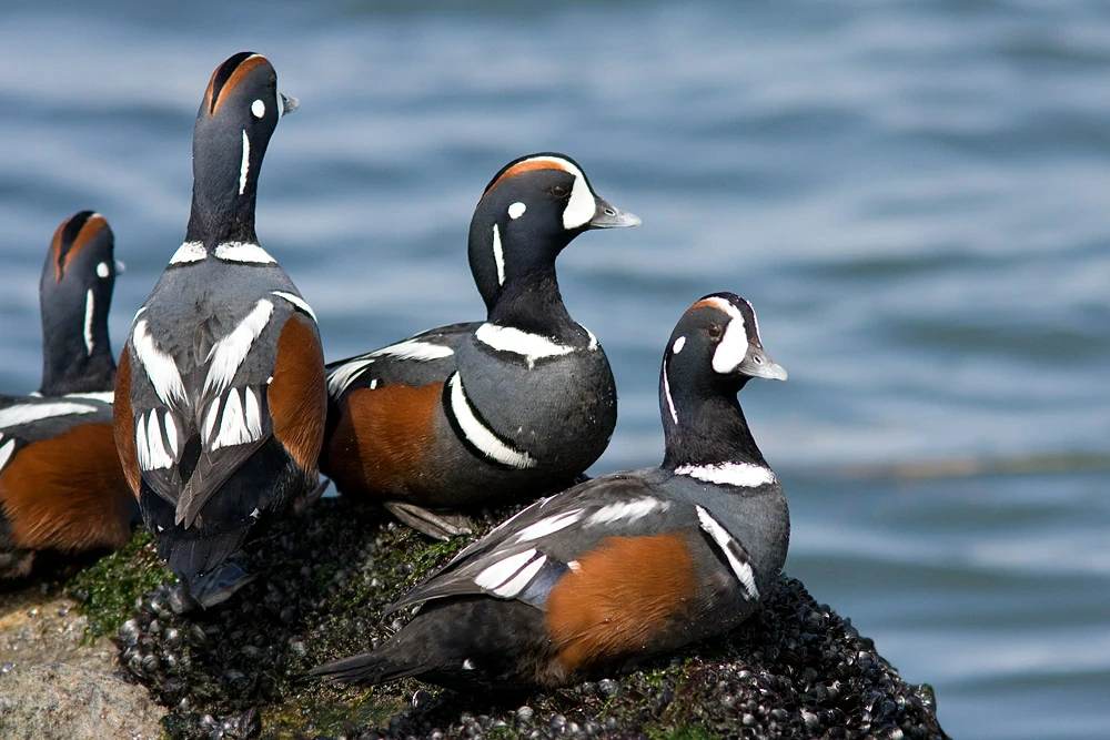 habitat do pato arlequim