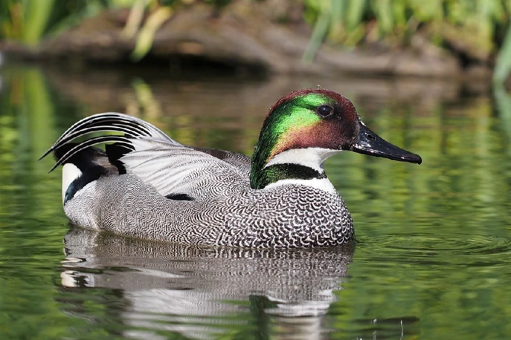 habitat do pato falcado