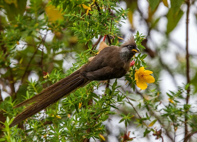 habitat do rabo de junco de angola